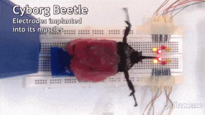 beetle-drones-featured.gif