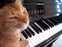 piano-cat.jpg