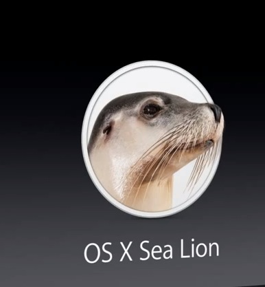 sea lion