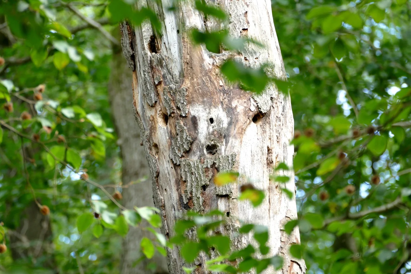 #025 Def Baumhaus.webp