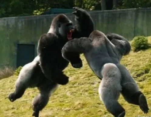 diskutierende gorillas.webp