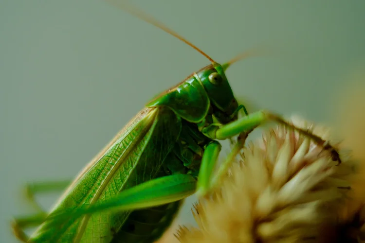 TonKlangdichterBoot - 1.webp