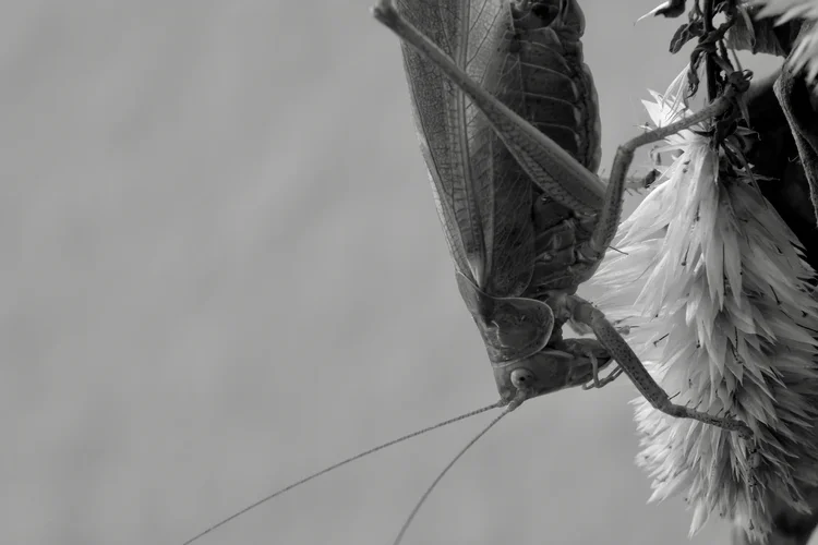 TonKlangdichterBoot - 2.webp