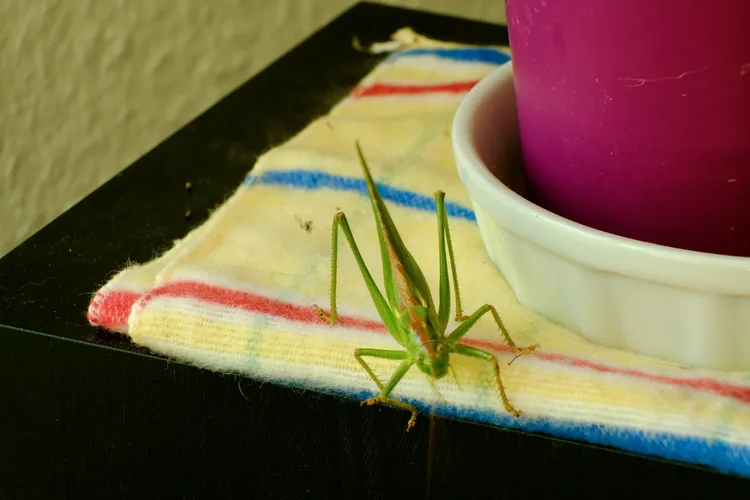 TonKlangdichterBoot - 3.webp