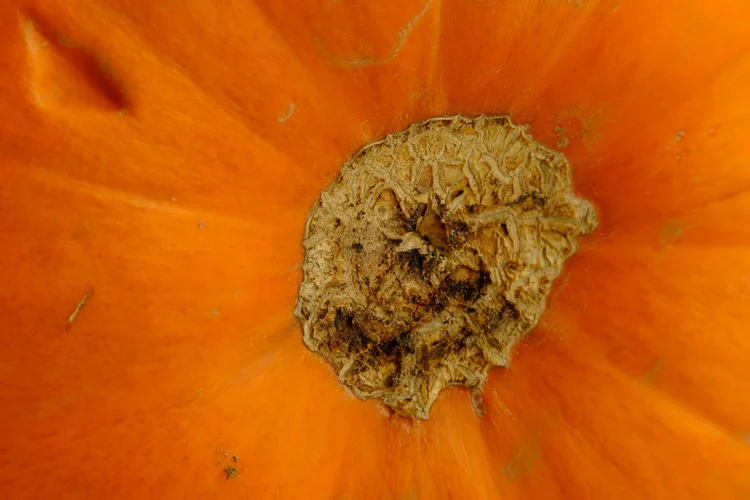 TonKlangdichterkürbis - 1.webp