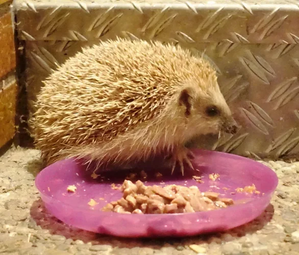 AlbinoIgel.jpg AlbinoIgel.jpg