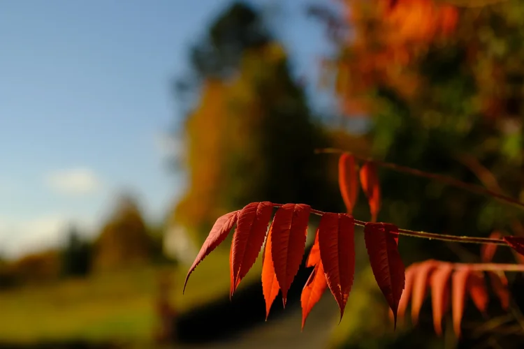 TonKlangLichterTauber - 27.webp TonKlangLichterTauber - 27.webp