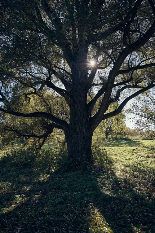 Park-Walk_558.webp Park-Walk_558.webp