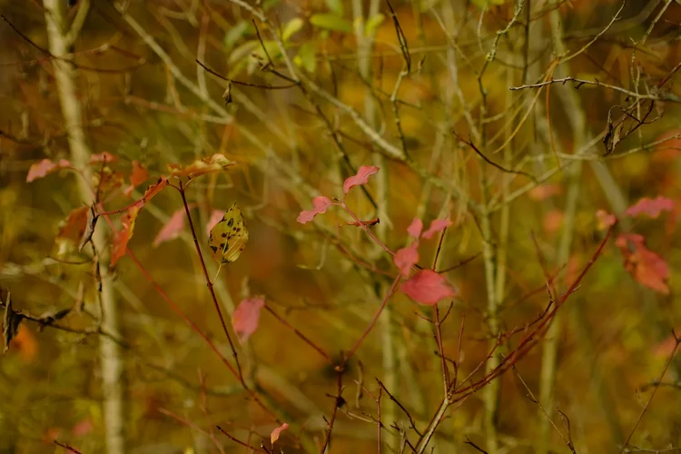 TonKlangLichterNovember2 - 1.webp