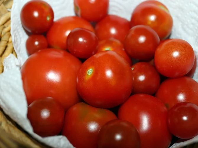 Erste Tomaten 2016.webp