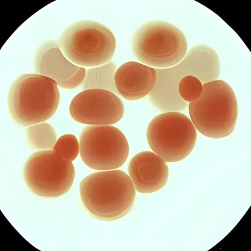 Cyanotypie -5.jpg Cyanotypie -5.jpg