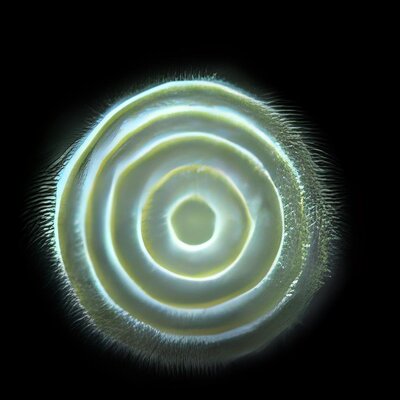 HD hairy eye fractal -10.jpg