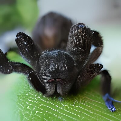 hairy spider macro -iSTock -3.jpg