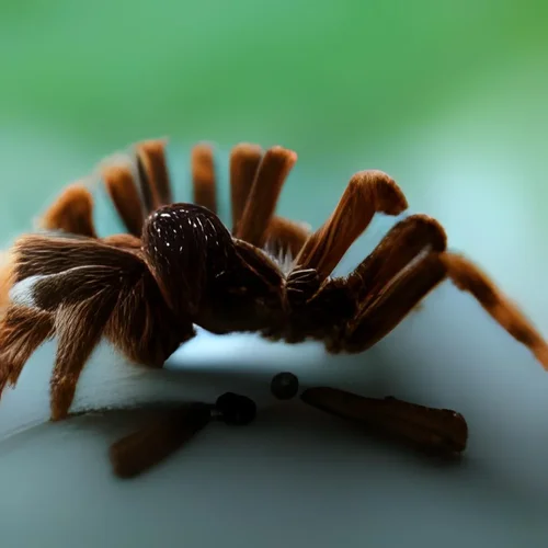 hairy spider macro -iSTock -5.webp