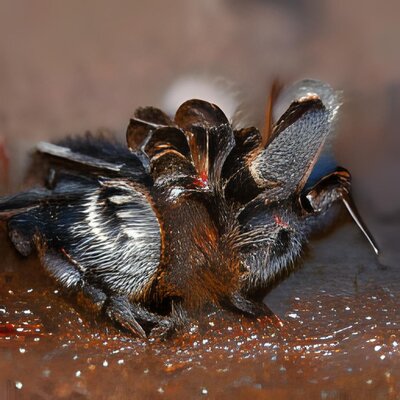 hairy spider macro -iSTock -9.jpg