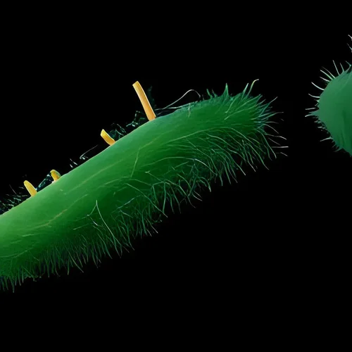 hairy fantasy-bacteria micro -iStock -10.jpg hairy fantasy-bacteria micro -iStock -10.jpg