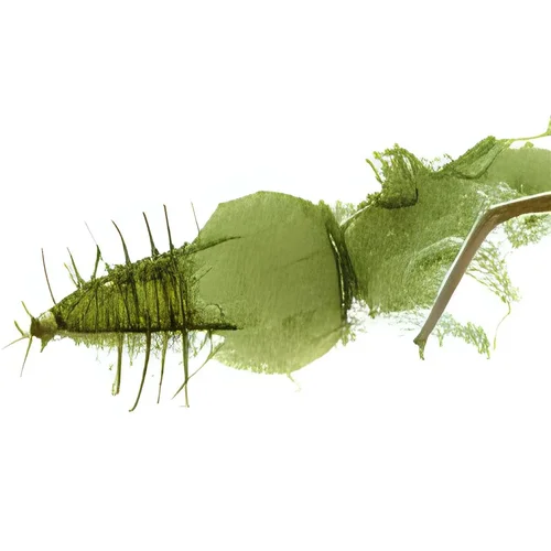 hairy fantasy-bacteria micro -iStock -12.jpg hairy fantasy-bacteria micro -iStock -12.jpg