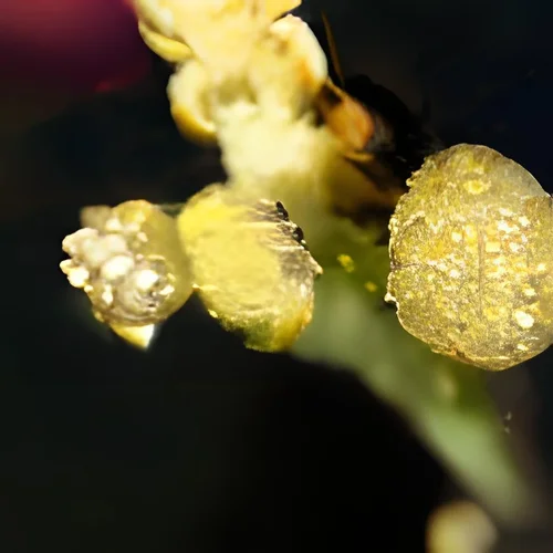 Mandelbrot macro -iStock -3.jpg Mandelbrot macro -iStock -3.jpg