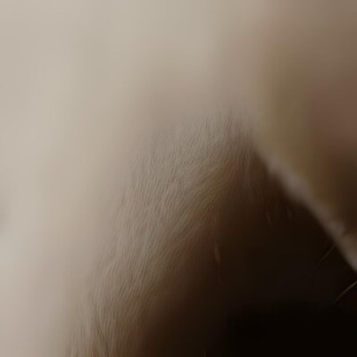 HD Nose-fractal macro -iStock -2.jpg