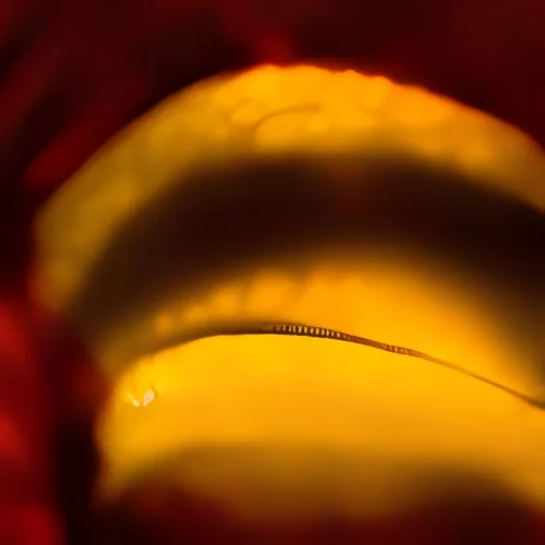 HD Nose-fractal macro -iStock -5.webp HD Nose-fractal macro -iStock -5.webp