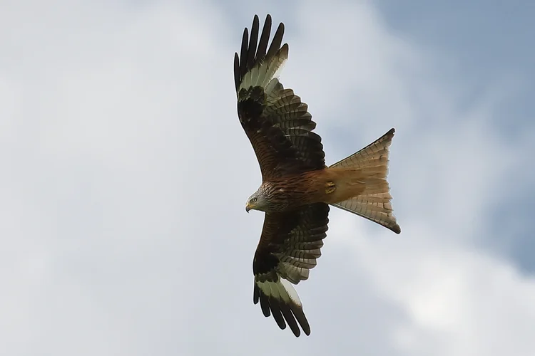 Seglerschlepp_084CR1.webp Seglerschlepp_084CR1.webp