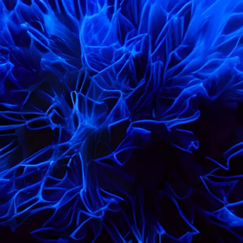 blue flame-fractal macro -iStock -3.webp