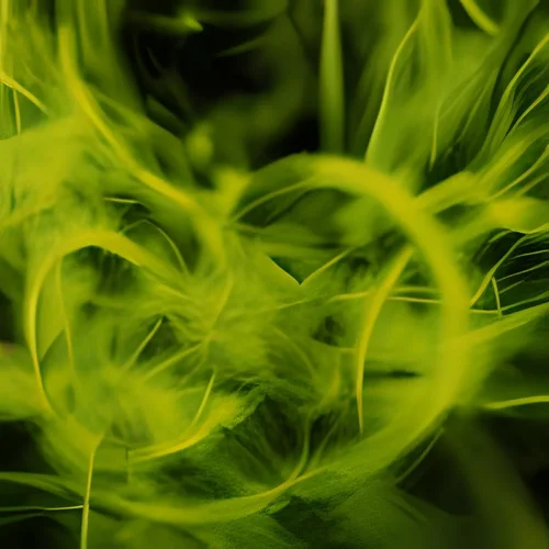 green flame-fractal macro -iStock -1.webp