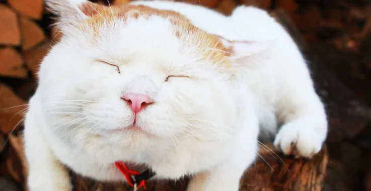 caaatcozy.webp caaatcozy.webp