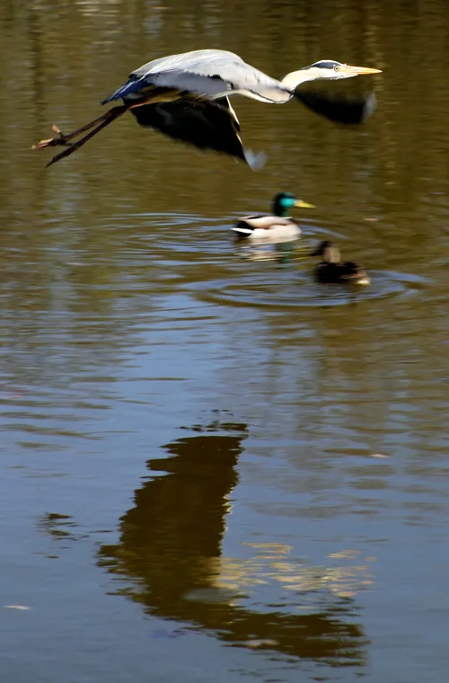 Kranisch.webp Kranisch.webp