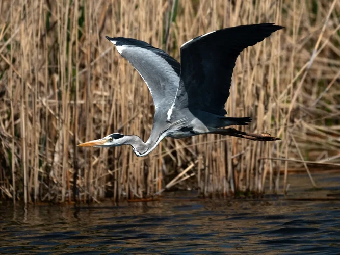 Reiherrunde.webp Reiherrunde.webp