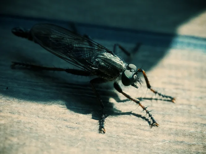 Fliege.webp Fliege.webp