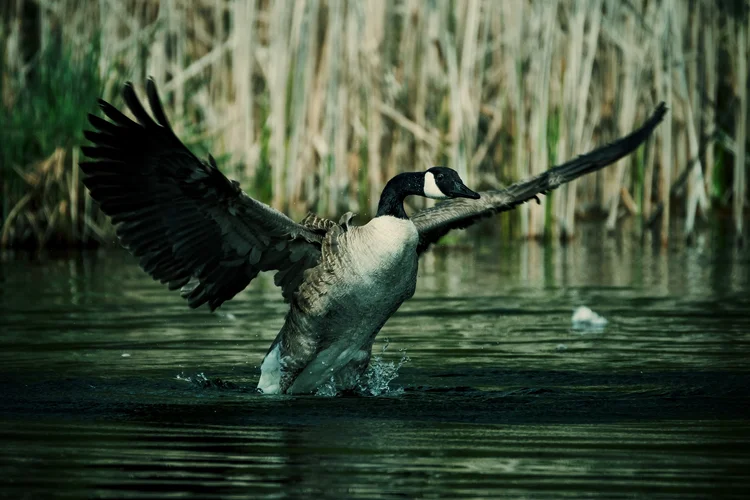 Kanada.jpg Kanada.jpg