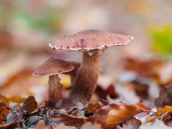 BB179658-807B-4620-873D-7DCD309B57F3.webp BB179658-807B-4620-873D-7DCD309B57F3.webp