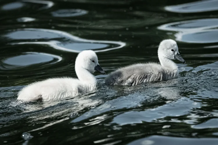 Enten.webp Enten.webp