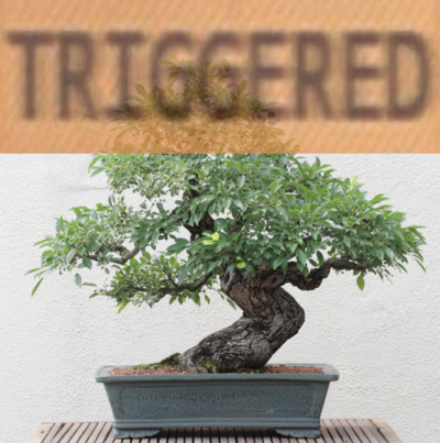 bonsai triggered.png