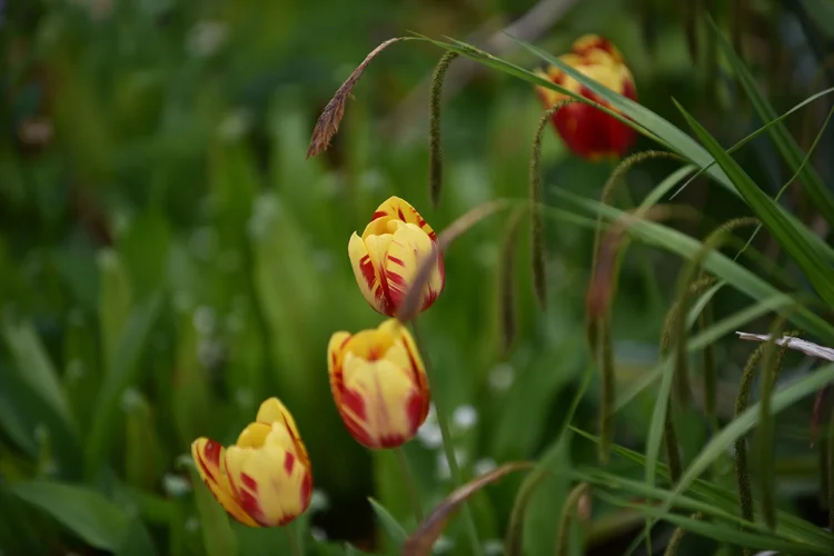 DSD_1193.webp DSD_1193.webp