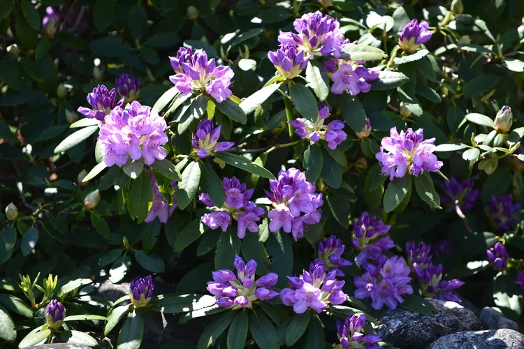 DSD_1248.webp DSD_1248.webp