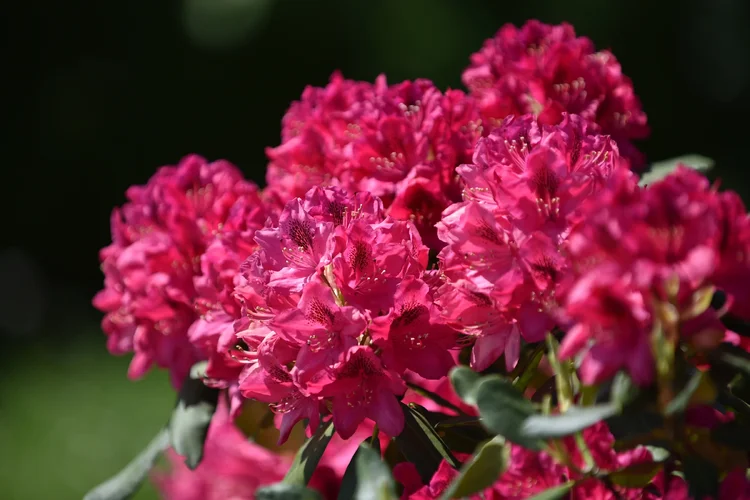 DSD_1251.webp DSD_1251.webp