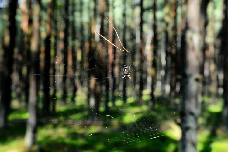 DSC_2079_00001_00001.webp DSC_2079_00001_00001.webp