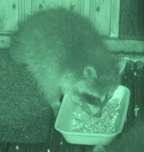 Coon beim Futtern.webp