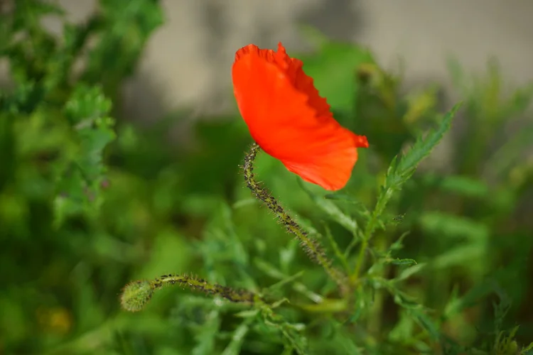 Mohnlaus1.webp Mohnlaus1.webp