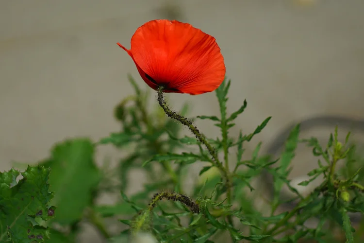 Mohnlaus2.webp Mohnlaus2.webp