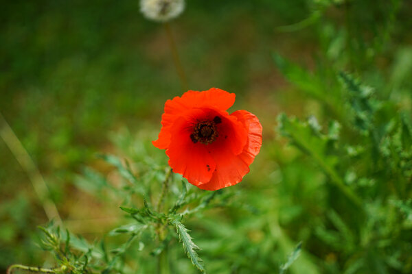 Leitz.60mm.2.8.jpg