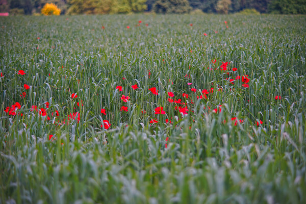 Carl Zeiss Jena Vario-Prakticar 80-200mm f4 - Mohn im Dinkelfeld 1.jpg