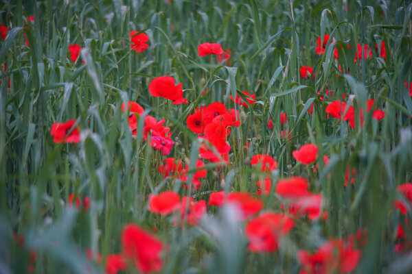 Carl Zeiss Jena Vario-Prakticar 80-200mm f4 - Mohn im Dinkelfeld 2.jpg