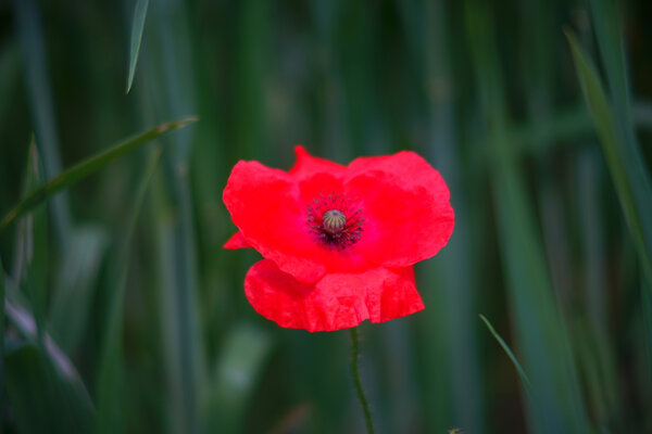 Carl Zeiss Jena Vario-Prakticar 80-200mm f4 - Mohn im Dinkelfeld 3.jpg