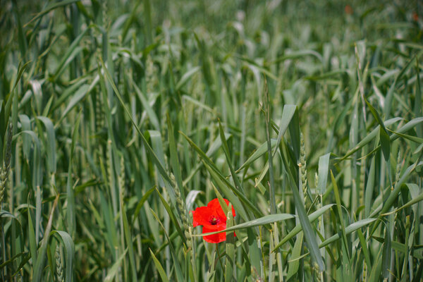 Carl Zeiss Jena Vario-Prakticar 80-200mm f4 - Mohn im Dinkelfeld 6.jpg