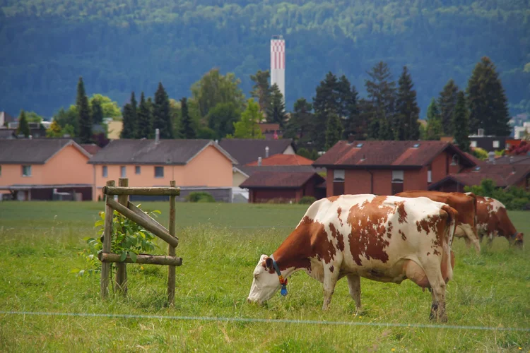 Carl Zeiss Jena Vario-Prakticar 80-200mm f4 - Kühe auf Weide 1.webp