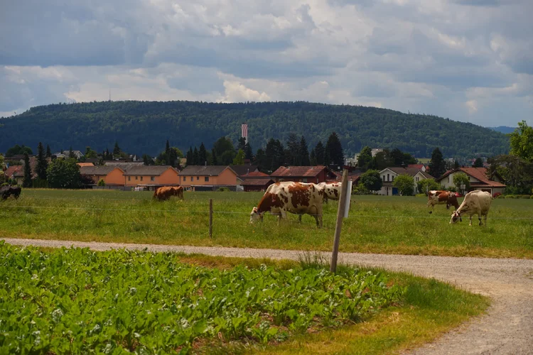 Carl Zeiss Jena Vario-Prakticar 80-200mm f4 - Kühe auf Weide 2.webp