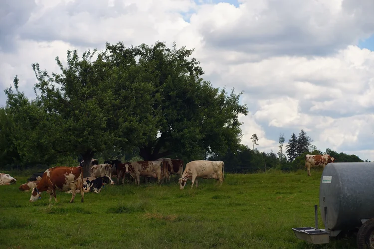 Carl Zeiss Jena Vario-Prakticar 80-200mm f4 - Kühe auf Weide 4.webp